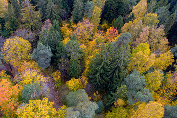 Multicolored autumn forest, shot from a quadcopter from a height of 30 meters with a road between trees