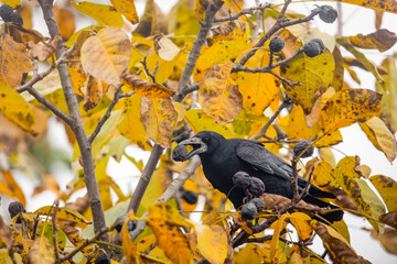 a raven crow sits in a walnut tree and steals nuts