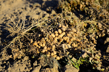 dug peanuts lie on the field