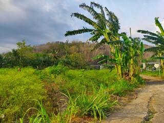 mountains, greenery, fruit, vegetables, ewe sky