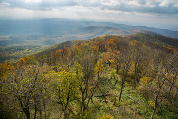 Forest in the fall. Woods in autumn.