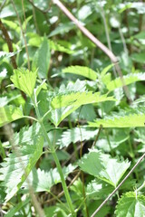 bushes of green nettles in the forest