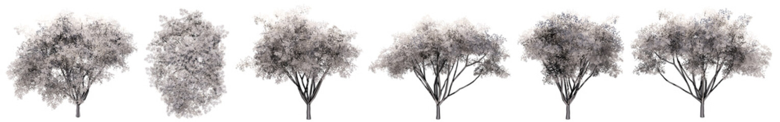 Set or collection of drawings of Ficus  trees isolated on white background . Concept or conceptual 3d illustration for nature, ecology and conservation, strength and endurance, force and life