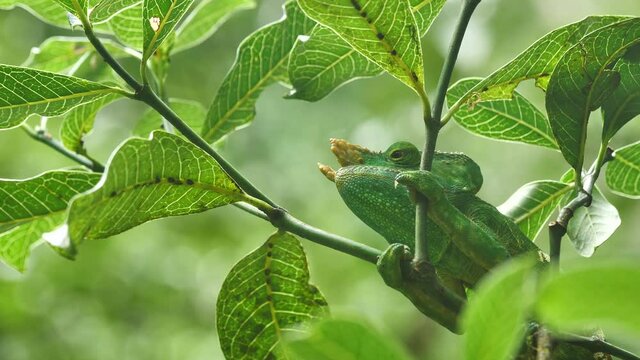 Giant Green Horned Chameleon Hiding In Tree Leafs, Madagascar