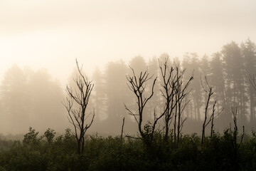 Sun shining through morning mist on silhouettes of bare trees