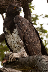 Naklejka premium Aigle martial, lézard fouette queue,.Polemaetus bellicosus, Martial Eagle