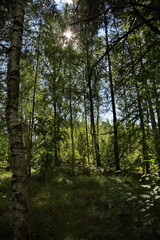Forest in the vicinity of Pokrov town on a sunny day, Russia.
