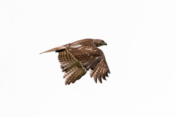 Juvenile immature red-tailed hawk (Buteo jamaicensis) isolated flying across a white background with wings down