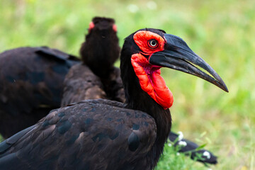 Bucorve du Sud, Grand calao terrestre, Bucorvus leadbeateri, Southern Ground Hornbill