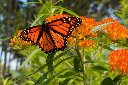Monarch butterfly sips nectar from butterfly weed flower buds in perennial garden