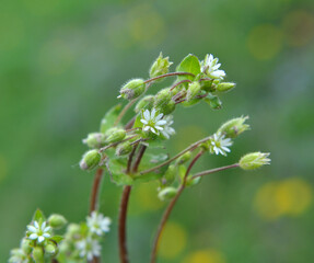 In the spring, Stellaria media grows in nature