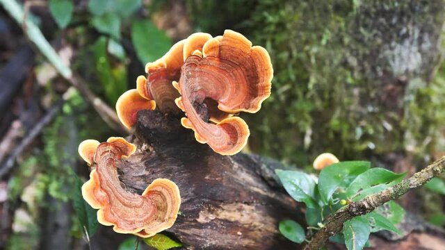 Beautiful Fungus Growth On Tree Stump, Madagascar