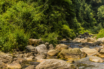 The various views of Jibhi Village