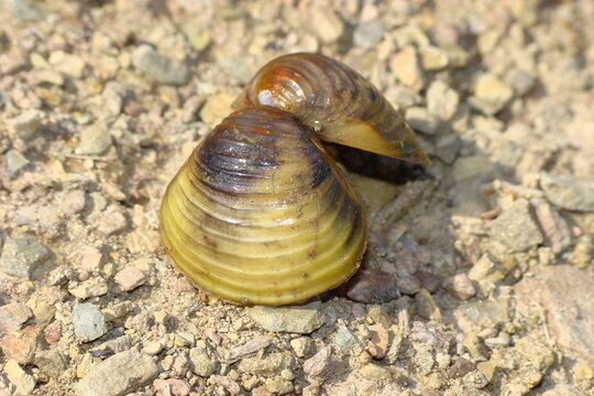 Corbiculae Bilder Durchsuchen 494 Archivfotos, und