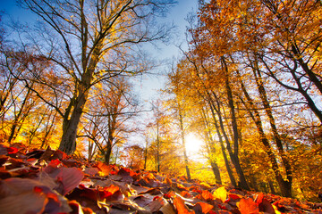 Naklejka na ściany i meble Wald Panorama bei einem Sonnenuntergand im Herbst.
