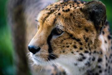 Close up portrait of wild Cheetah