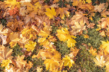 A lot of yellow autumn maple leaves falling on the grass on the sidewalk
