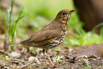 Fototapeta premium Song thrush walking on brown ground with grass and a green background