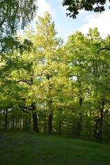 Naklejka premium warm sunset in the green summer forest