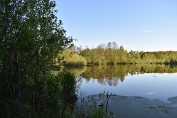 small lake surrounded by forest