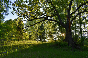 warm sunset in the green summer forest