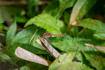 Sympetrum sanguineum, female ruddy darter dragonfly