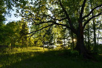 warm sunset in the green summer forest