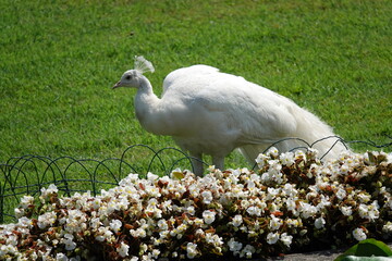 Weißer Pfau auf der Isola Bella, Lago Maggiore