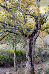 Pyrenean oak in autumn. Quercus pyrenaica. Region of La Carballeda, Zamora, Spain.