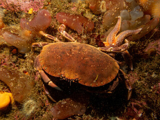 A closeup picture of a Cancer pagurus, also known as edible crab or brown crab. Picture from the Weather Islands, Sweden