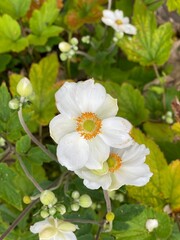 ELEGANT JAPANESE ANEMONE PLANT , WHITE PETALS , TOP VIEW GROWING IN GARDEN AMIDST GREEN FOLIAGE.