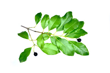 Sandalwood Santalum Album Plant Stem Leaves Black Ripe Fruit Isolated Photo with White Background