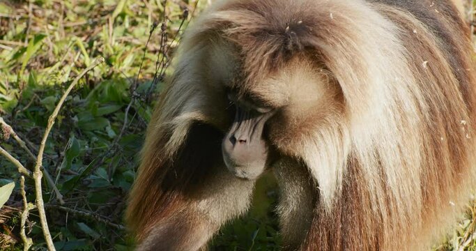 African Gelada monkey grazing on foliage