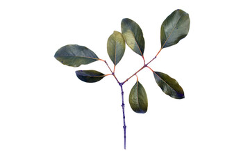 Sandalwood Santalum Album Plant Stem Leaves Isolated Photo with White Background