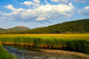 Tall Meadow Grass Along the Big Thompson River