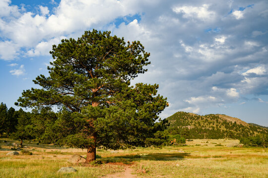 Ponderosa Pine In The Meadow