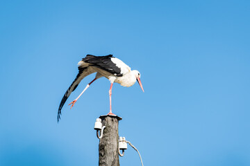 The white stork balances on an electric pole on one leg. White porcelain insulators
