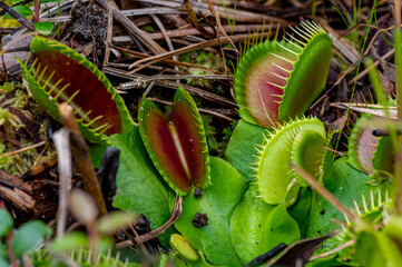Inside the Venus Flytrap