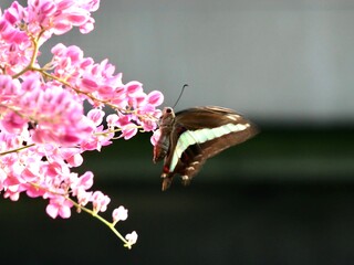 アオスジアゲハ 1