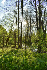 warm sunset in the green summer forest