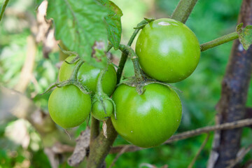 closeup group of green tomatoes growing in greenhouse/horizontal frame/blurry background