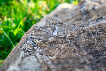 Close-up view of a large gray stone in a garden placed on a green lawn with growing weeds.
