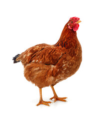 Fototapeta premium Small brown chicken.