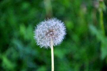  a dandelion plant with green background