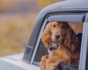 Smshny ginger spaniel dog leaning out of the car window in autumn, portrait of a spaniel in the car