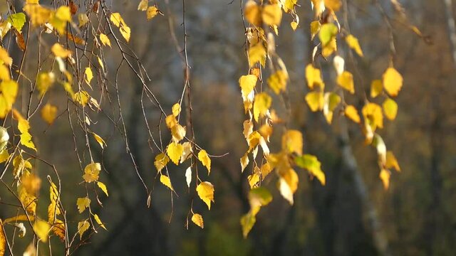 Autumn birch leaves in the wind