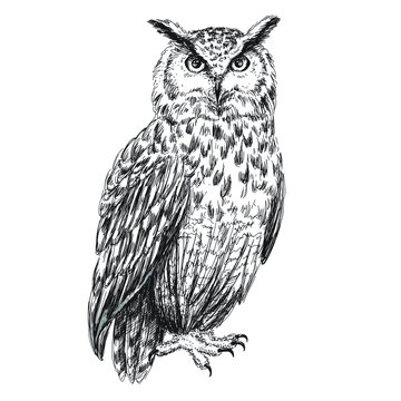 Owl Tattoo Images – Browse 14,608 Stock Photos, Vectors, and Video | Adobe  Stock