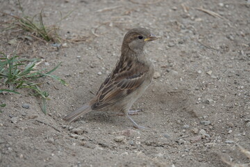 Spatz badet im Sand