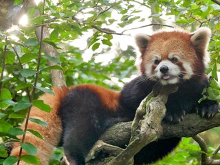 レッサーパンダ3