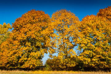Fototapeta premium Golden autumn leaves on maples near Ostroda, Poland